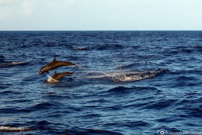 Springende Delfine