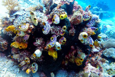 Der Tauchspot Horseshoe Reef