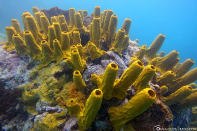 Die Unterwasserwelt von St. Lucia