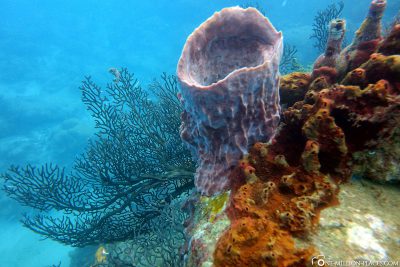 Korallenformation