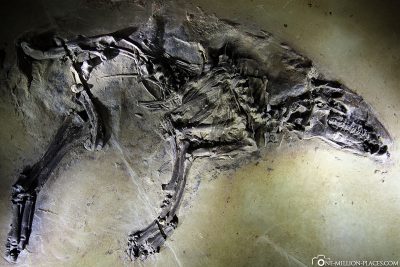 Skeleton of a primal horse