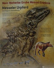 The Messeler primal horse