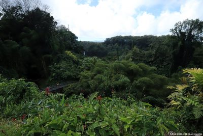 View over the rainforest