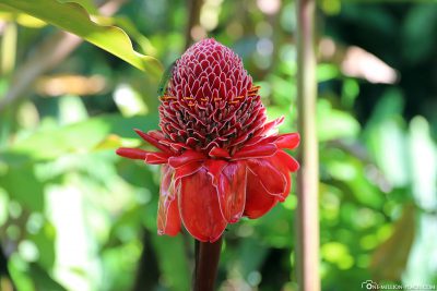 Tropical Torch Ginger