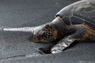 A sea turtle