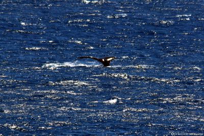 Buckelwale am Halona Lookout bei unserem letzten Besuch 