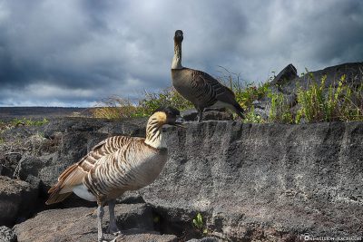 The Hawaiian goose, also known as non