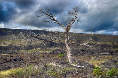 Kahler Tree in the Lava Field