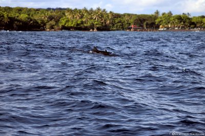 Dolphins during the Lava Boat Tour
