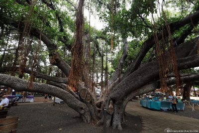  Lahaina Banyan Tree