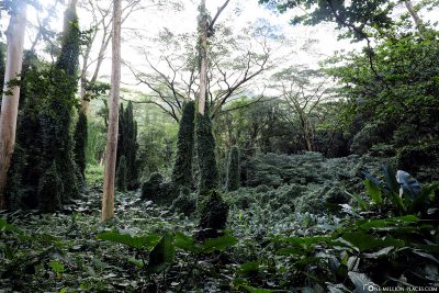 The beautiful dense jungle