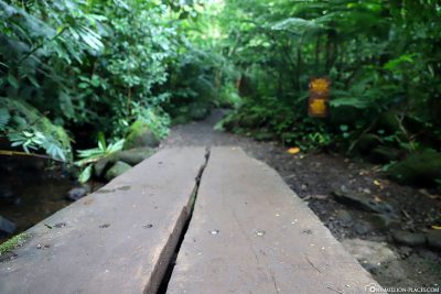 Der Weg zu den Manoa Falls 
