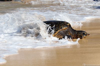 Eine Grüne Meeresschildkröte kommt aus dem Pazifik an den Strand