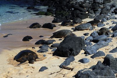 Sea turtles at Ho'okipa Beach Park