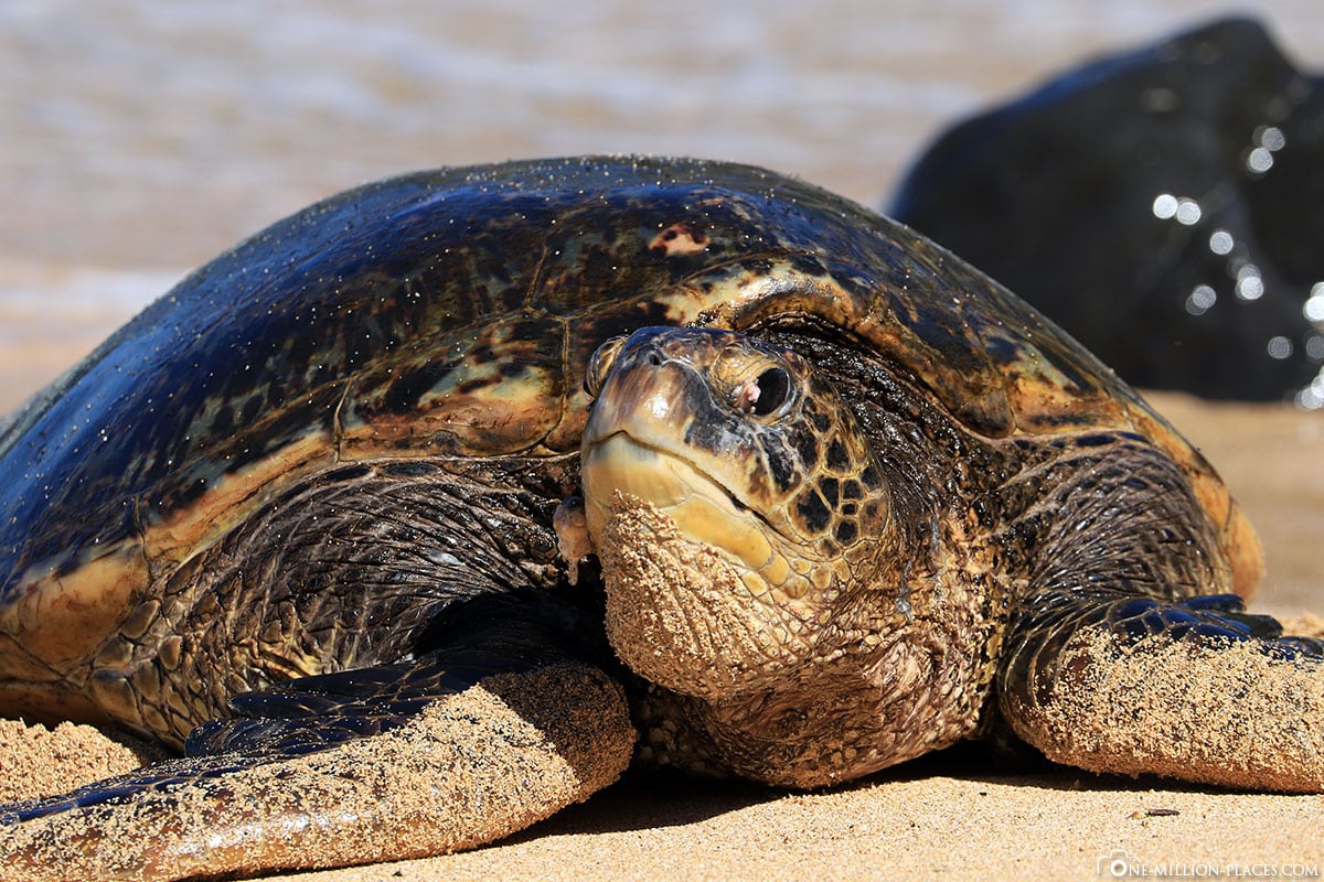 Hawaiian Green Sea Turtles, Ho'okipa Beach Park, Grüne Meeresschildkröte, Road to Hana, Maui, Hawaii, USA, Reisebericht