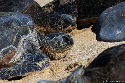 Sea turtles at Ho'okipa Beach Park