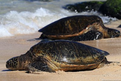 Meeresschildkröten am Ho'okipa Beach Park