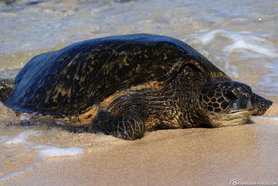 Schildkröten am Ho’okipa Beach Park