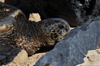 Schildkröten am Ho’okipa Beach Park