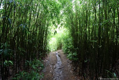 Der Bambuswald an der Road to Hana
