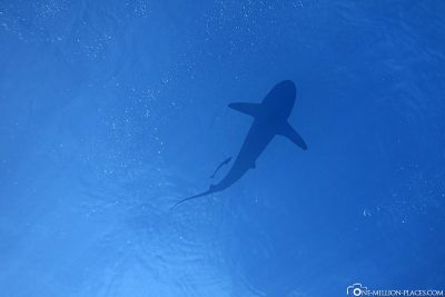 Ein Riffhai an der Oberfläche