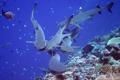 Eine Gruppe von Weißspitzen-Riffhaien