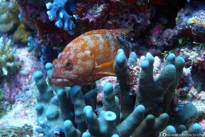 Die Unterwasserwelt in Palau