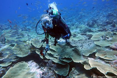 Die Unterwasserwelt in Palau