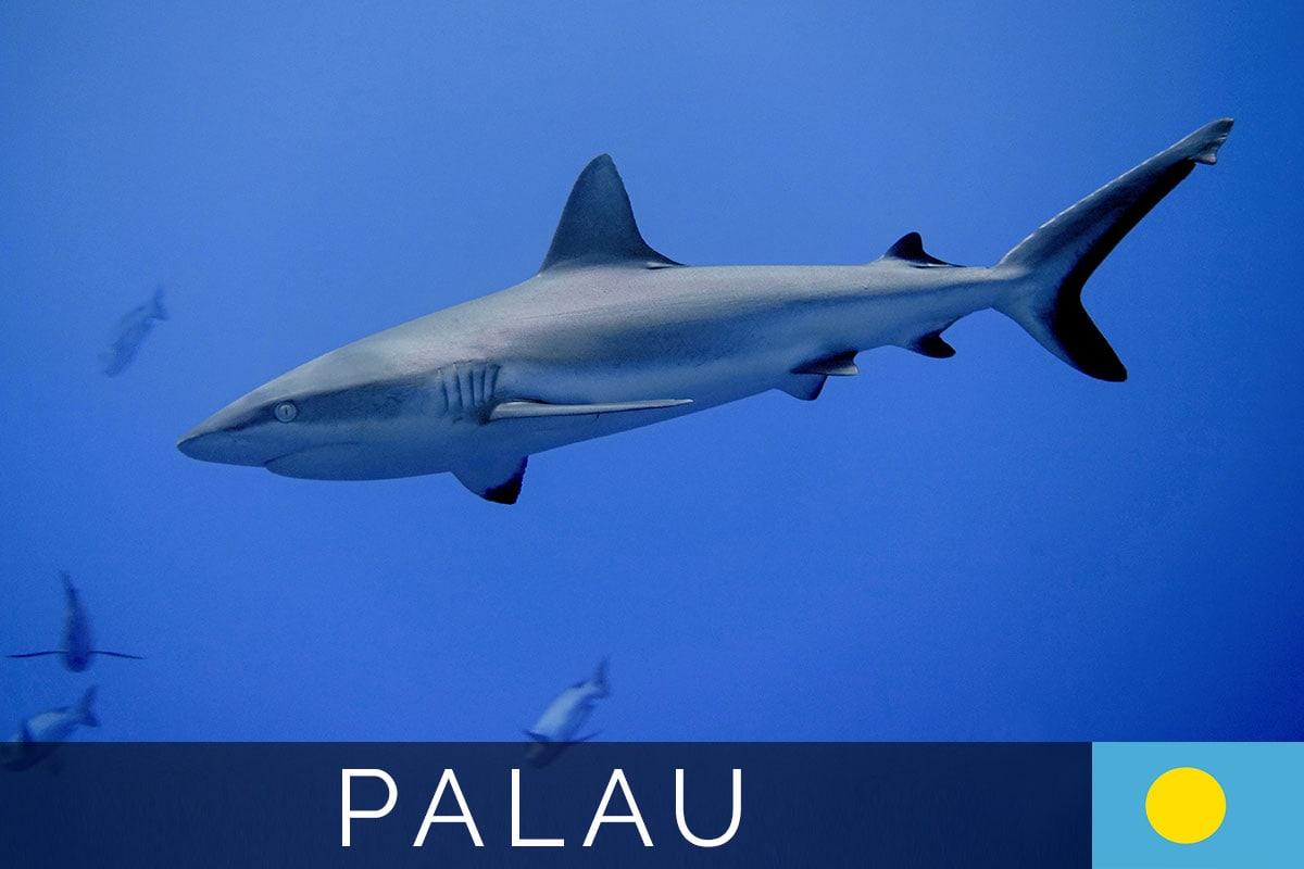 Blue Corner Palau cover