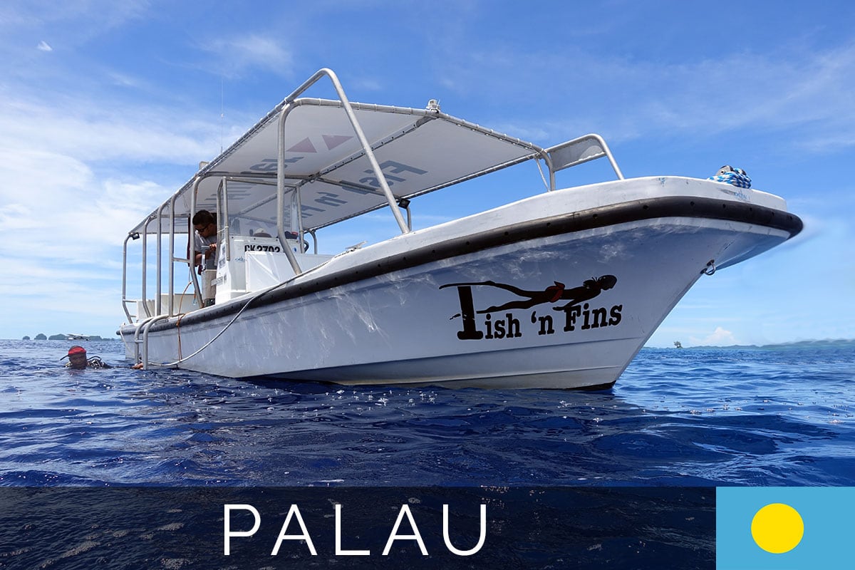 Fish n Fins Palau cover