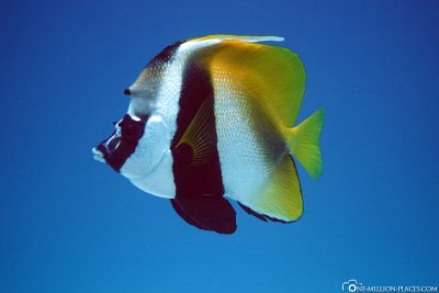 A butterfly fish