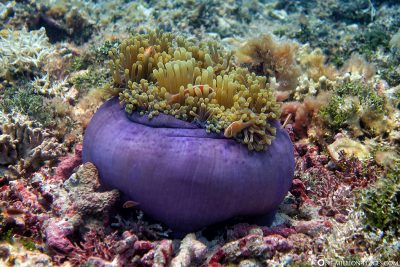 Nemos in einer lilafarbenden Anemone