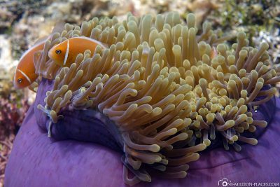 Nemos in einer lilafarbenden Anemone
