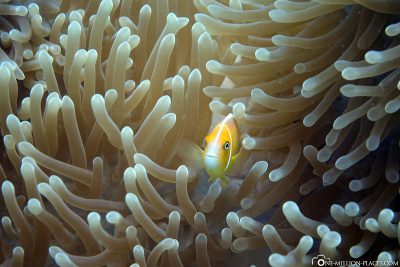 An anemone fish