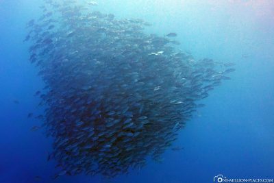 A large swarm of fish