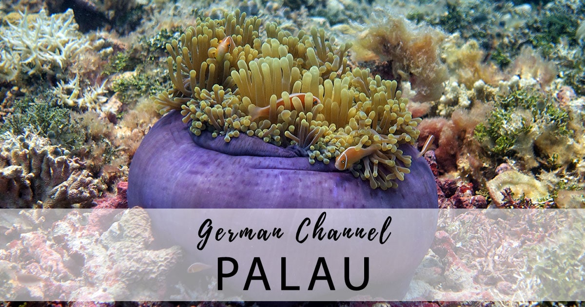 The German Channel - Diving at the Manta Hotspot (Palau)