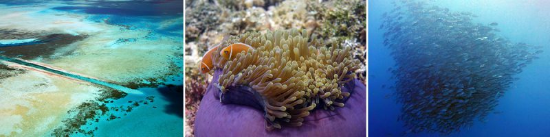 The German Channel - Diving at the Manta Hotspot (Palau)