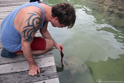 Füttern der Schildkröte