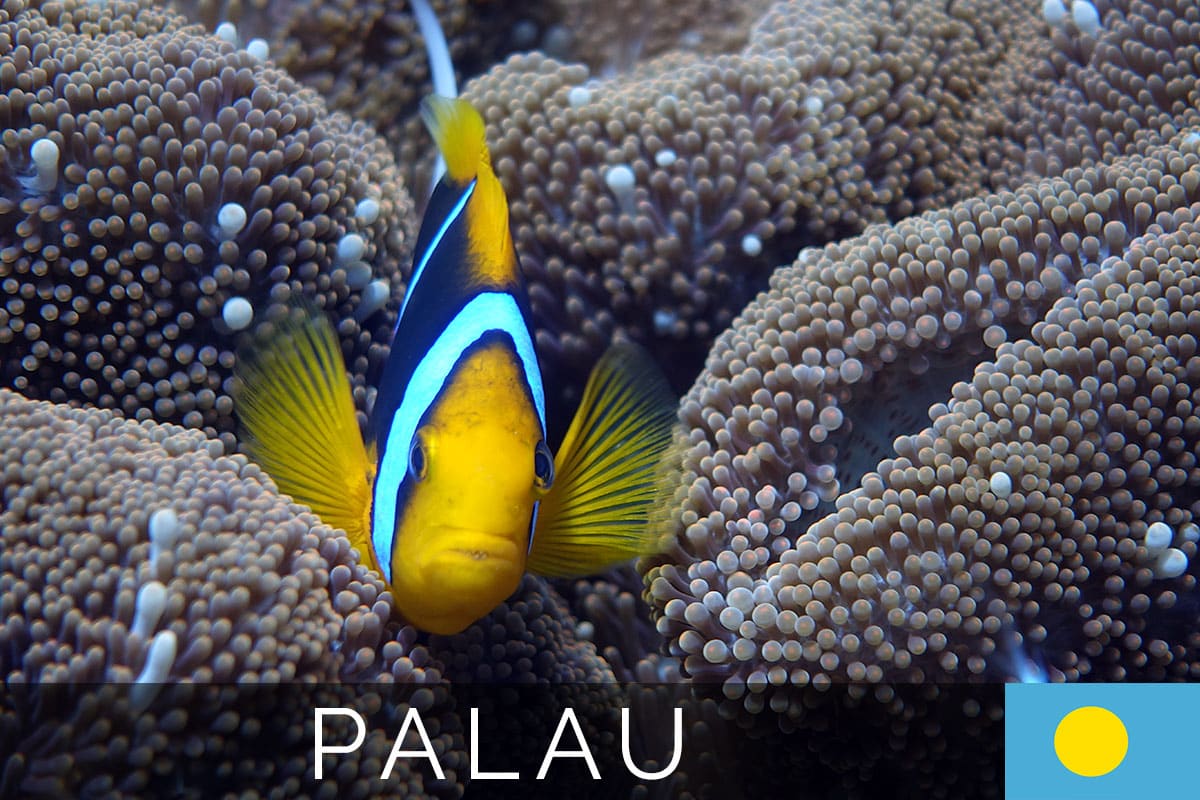 Palau Tauchen Peleliu Titelbild