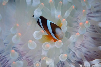 Ein Nemo in seiner Anemone