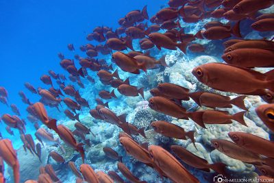 Die Unterwasserwelt von Palau