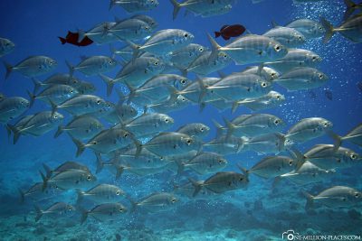 Die Unterwasserwelt von Palau