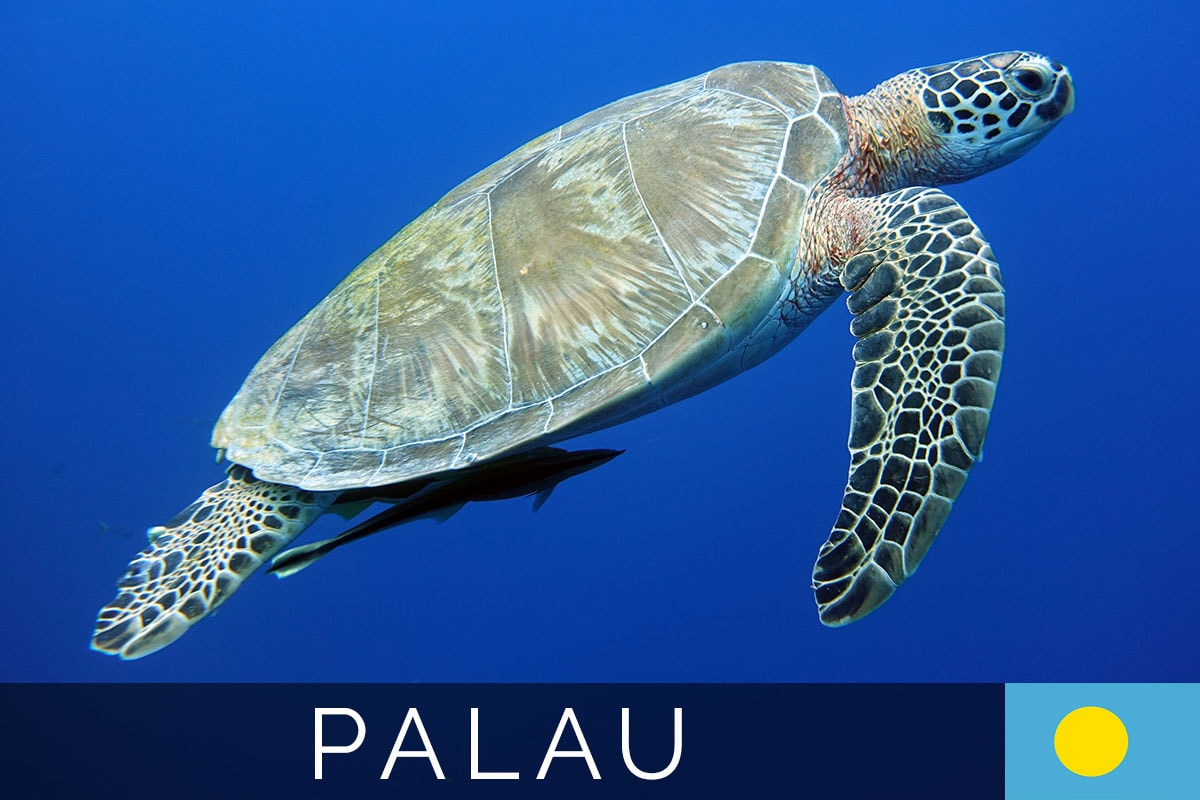Tauchen in Palau Titelbild