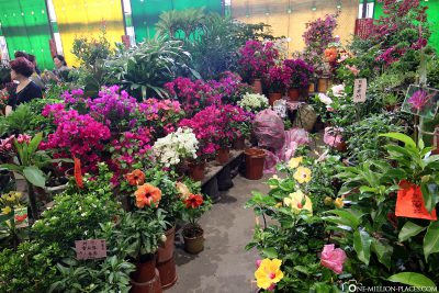 The Jianguo Holiday Flower Market