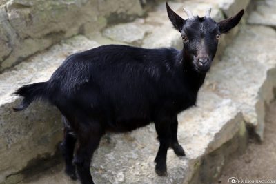 A goat in the petting zoo
