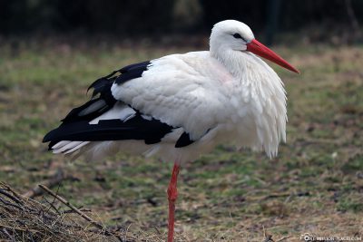 A White Stork