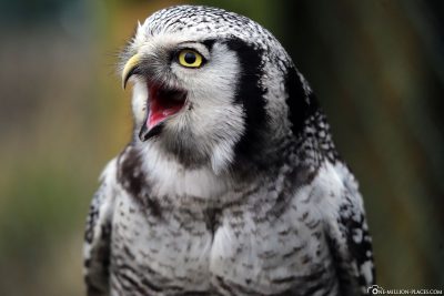 An owl at the Opel Zoo near Frankfurt