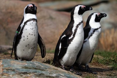 Spectacled penguins