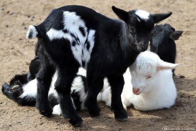 African dwarf goats