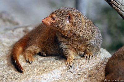 A dwarf mongoose